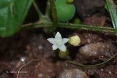 Zehneria maysorensis